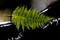 eagle fern on shiny black background