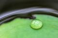 Trautropfen auf grüner Wasserpflanze