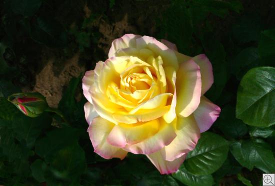 gelb- und pinkfarbene Rose vor dunklem Hintergrund