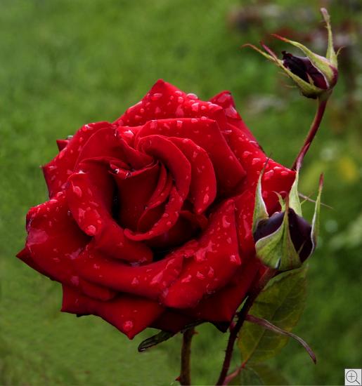 rote Rosenblüte vor grünem Hintergrund