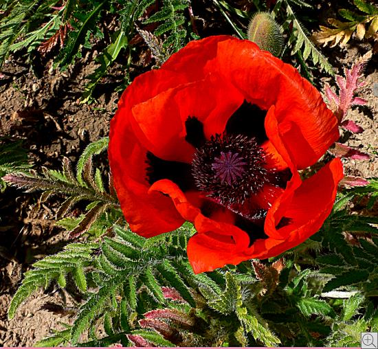 Nahaufnahme einer roten Mohnblume von oben