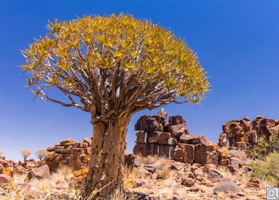 quiver tree in a rock desert