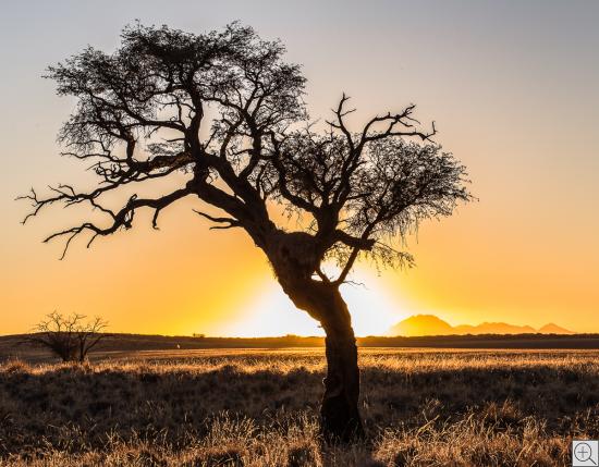 Akazie gegen die untergehende Sonne, Namib Rand