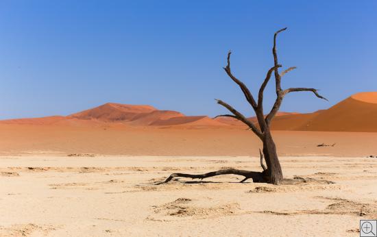 abgestorbener Baum im rosa-orangem Dünensand des  Dead Vlei
