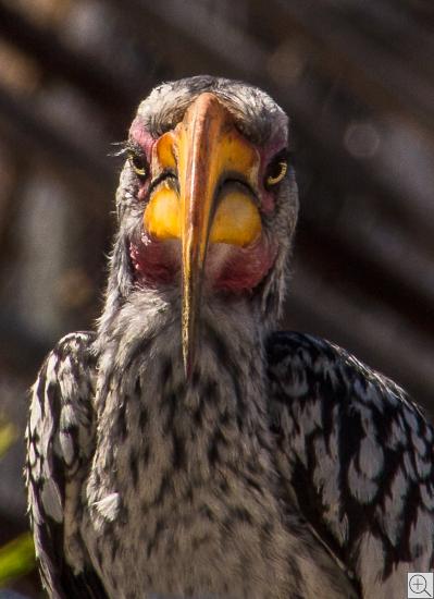 Portrait eines Gelbschnabel-Tockos (tockus leucomelas)
