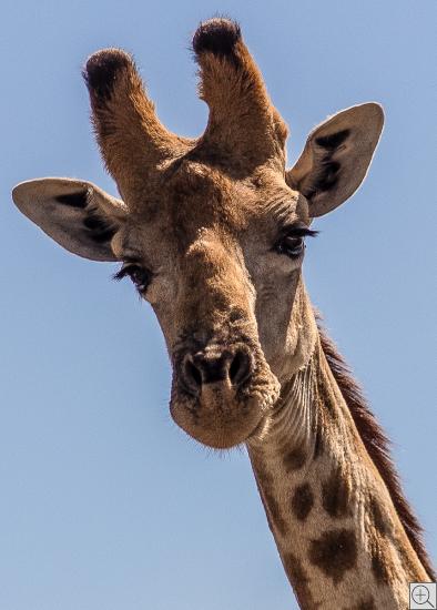 Kopf einer Giraffe, Portrait