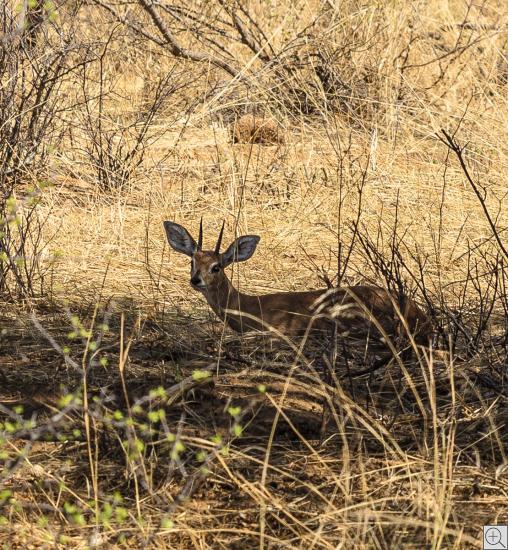 steinbock (kleinste Antilope) im Schatten