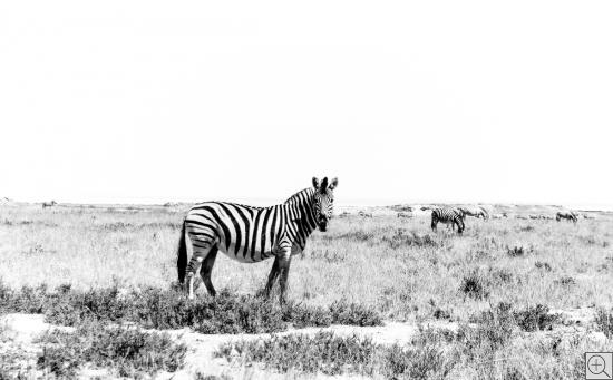 Zebra - Blick in die Kamera, Schwarz-Weiss-Foto