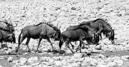 Gnus verlassen die Wasserstelle in Formation, Schwarz-Weiss-Foto