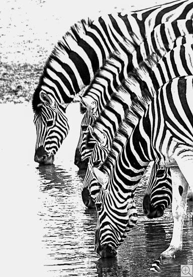 5 trinkende Zebras, Schwarz-Weiss-Fotografie