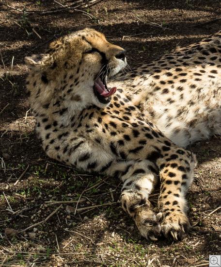 gähnender Gepard, Portrait