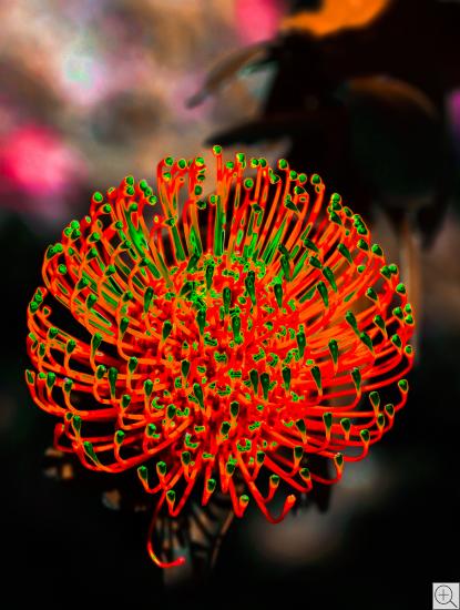 rote Protea