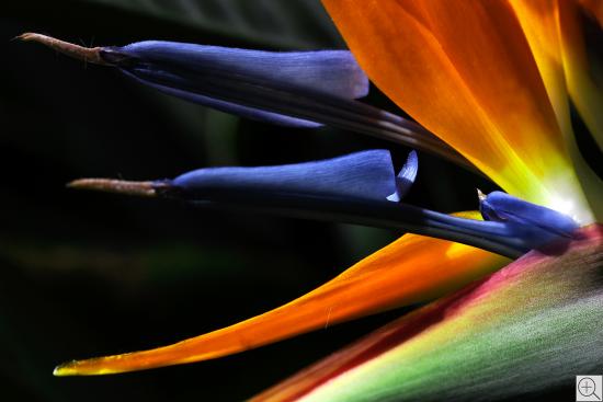 strelizia reginae, inside of the flower, orange and blue