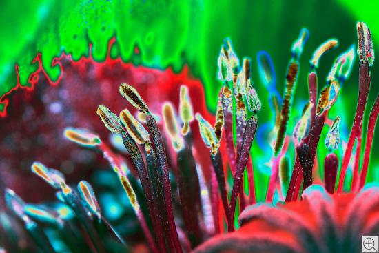 poppy flower inside, abstract