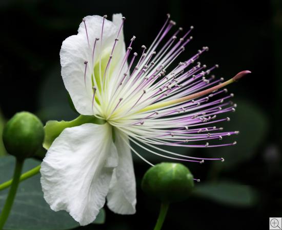 capparis, white caper flower with green buds