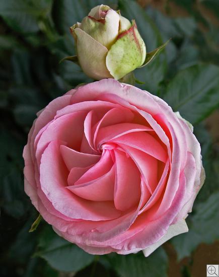 pinkfarbige Rose in Turbinenform