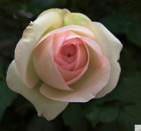 zarte hellroa Rosenblüte vor dunklem Grund