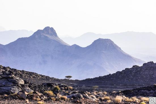 Al-Hamra, Oman, Aussicht auf Berge, mit Baum