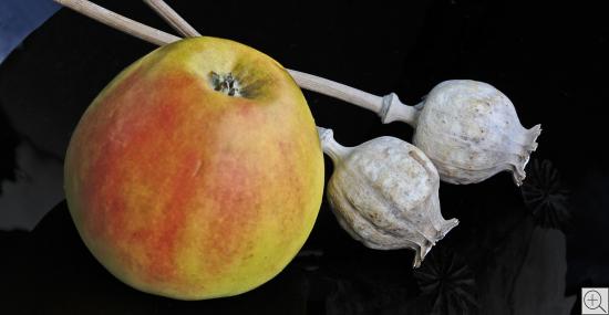 Stillleben von Apfel und Mohnkapseln