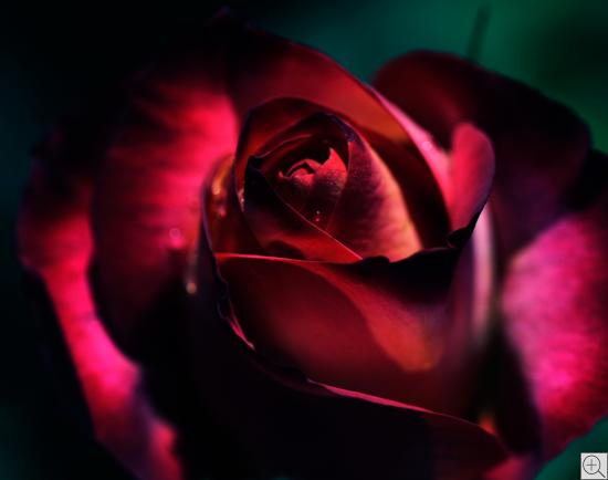 dunkelrote Rose im Dunkeln