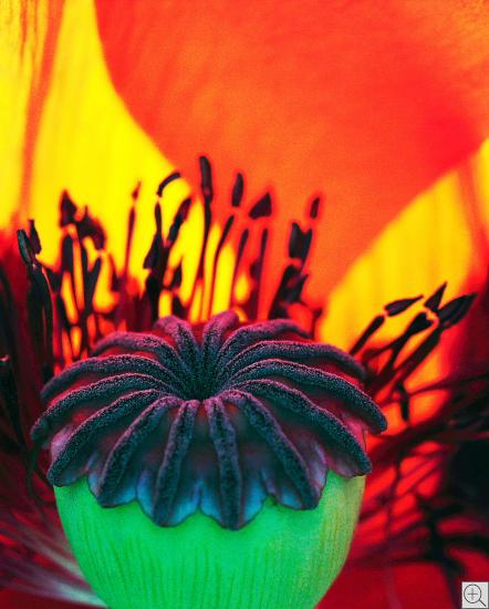 poppy flower inside, abstract