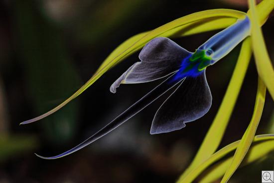 blaue Orchidee mit hellgrünen Blättern