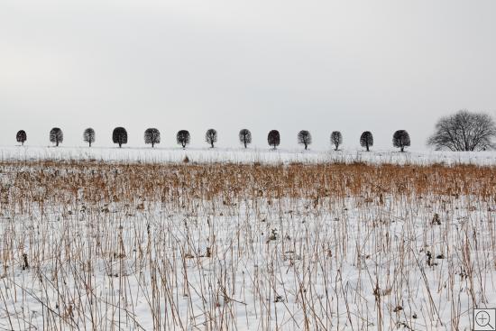 Baumreihe im Winter, filigran