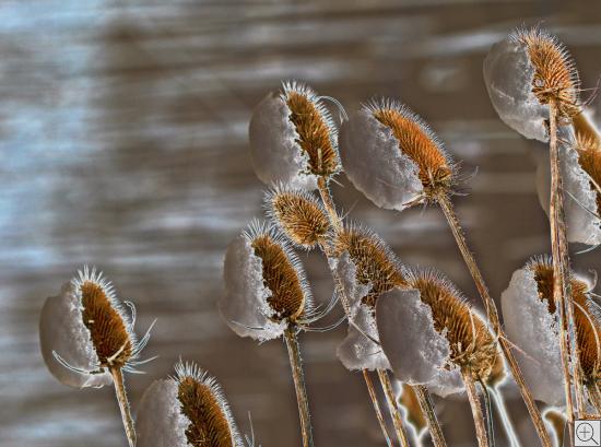 Disteln im Winterwind