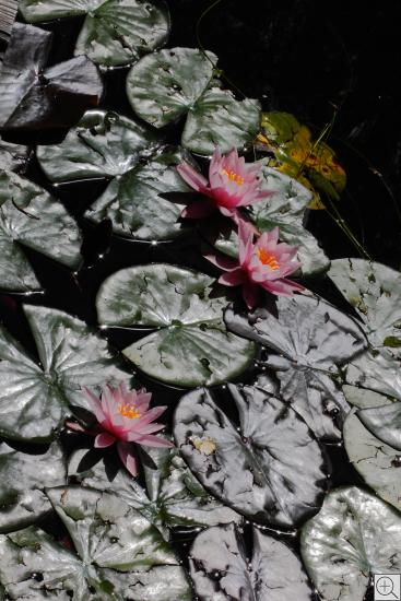 Teich-Seerosen mit pinkfarbenen Blüten und reflektierenden Blättern