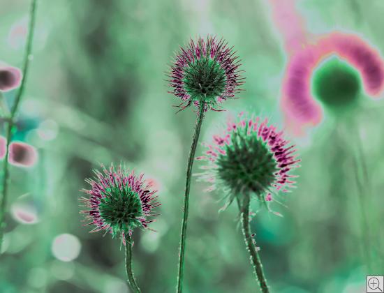 pinkfarbene Disteln auf grünem Grund im Stil eines Aquarells