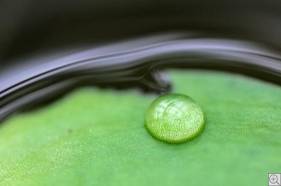 Tautropfen auf grüner Wasserpflanze mit dunklrem Hintergrund, vergrößert