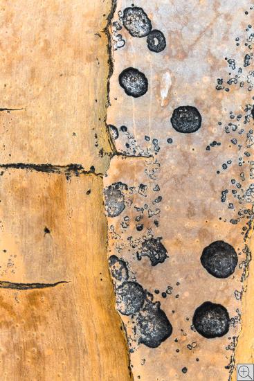 Nahaufnahme Rinde Köcherbaum, abstrakt, abstract, gelb-rosé mit 10 Punkten