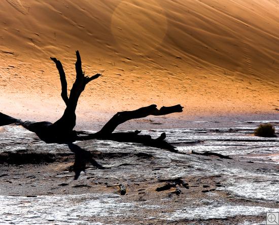 surrealer abgestorbener Baum auf Wüstenboden vor roter Düne