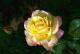 gelb- und pinkfarbene Rose vor dunklem Hintergrund