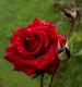 rote Rosenblüte vor grünem Hintergrund