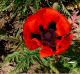 Nahaufnahme einer roten Mohnblume von oben