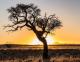 Akazie gegen die untergehende Sonne, Namib Rand