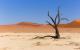 abgestorbener Baum im rosa-orangem Dünensand des  Dead Vlei
