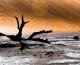 surreales Baum-Skelett in der Dead Vlei Pfanne