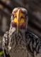 Portrait eines Gelbschnabel-Tockos (tockus leucomelas)