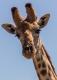 Kopf einer Giraffe, Portrait