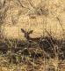steinbock (kleinste Antilope) im Schatten
