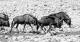 Gnus verlassen die Wasserstelle in Formation, Schwarz-Weiss-Foto