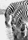 5 trinkende Zebras, Schwarz-Weiss-Fotografie