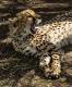 gähnender Gepard, Portrait