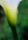 Calla, Nahaufnahme des Blütenbechers