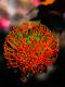 rote Protea