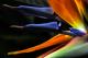 strelizia reginae, inside of the flower, orange and blue