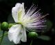 capparis, white caper flower with green buds