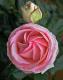 pinkfarbige Rose in Turbinenform